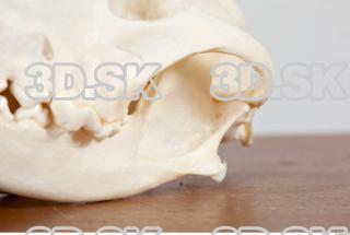 Skull photo reference 0033
